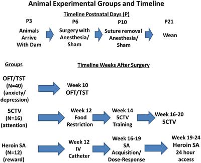 A Painful Beginning: Early Life Surgery Produces Long-Term Behavioral Disruption in the Rat